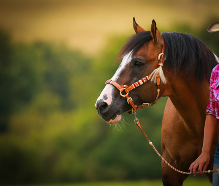 Was für einen Charakter hat mein Pferd?