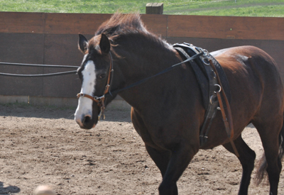 Arbeit an der Doppellonge/am Langzügel/Arbeit an der Hand
