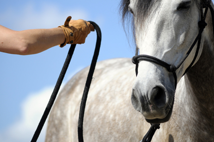 Kommunikationstraining/Natural Horsemanship