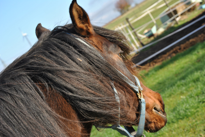 Wer bin ich? Persönlichkeitstraining – was verrät mir mein Pferd über mich?