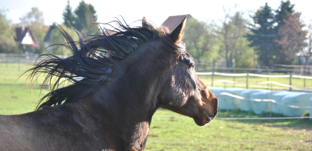 Mainteaser Talk2Horses